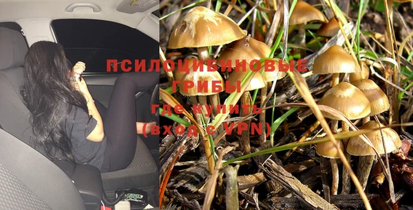 трава Абаза